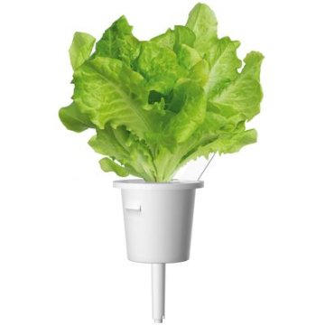 Click and Grow zelený salát, kapsle se semínky a substrátem 3ks
